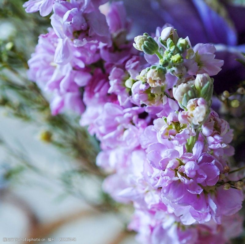 花束素材鲜花紫罗兰