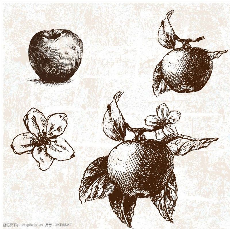 水果宣传手册手绘苹果