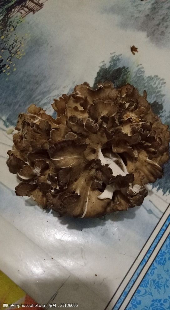 野蘑菇栗蘑