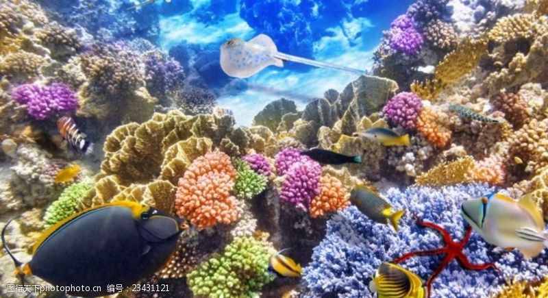 海底珊瑚海底世界