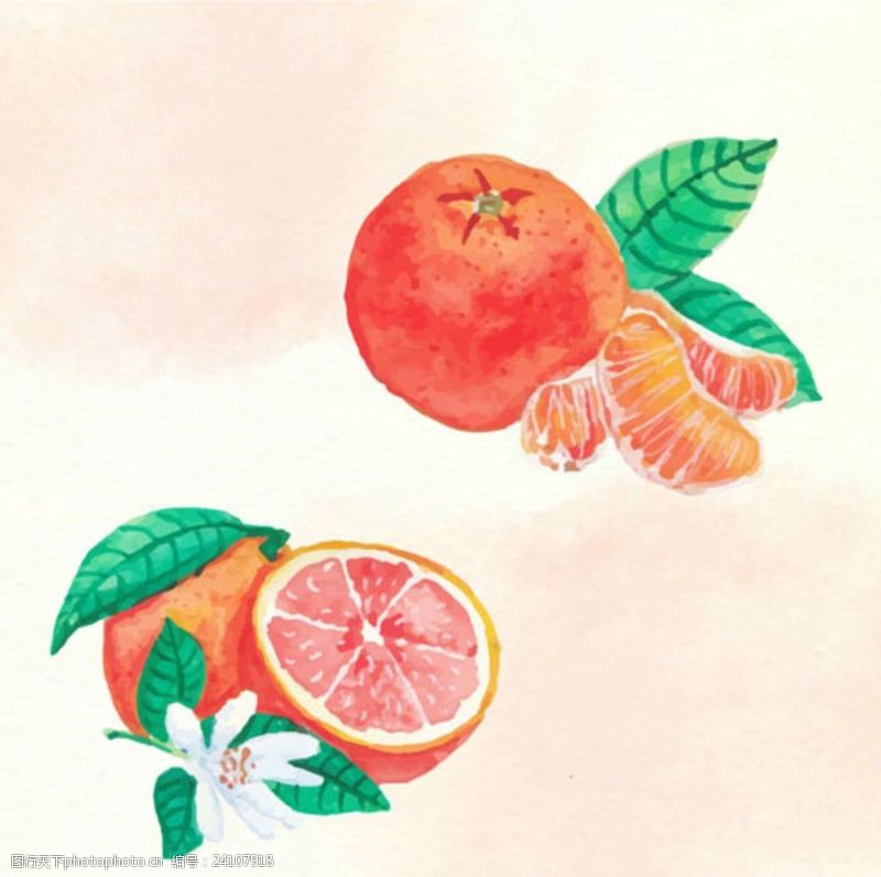 水果宣传手册手绘水彩橙子桔子插图