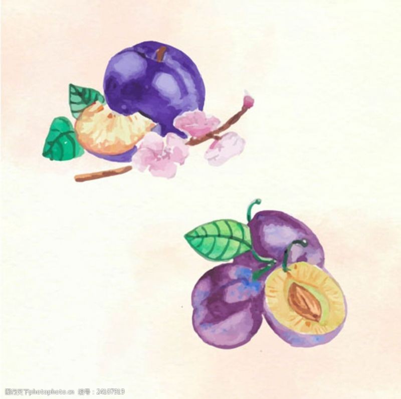 水果宣传手册手绘水彩李子插图