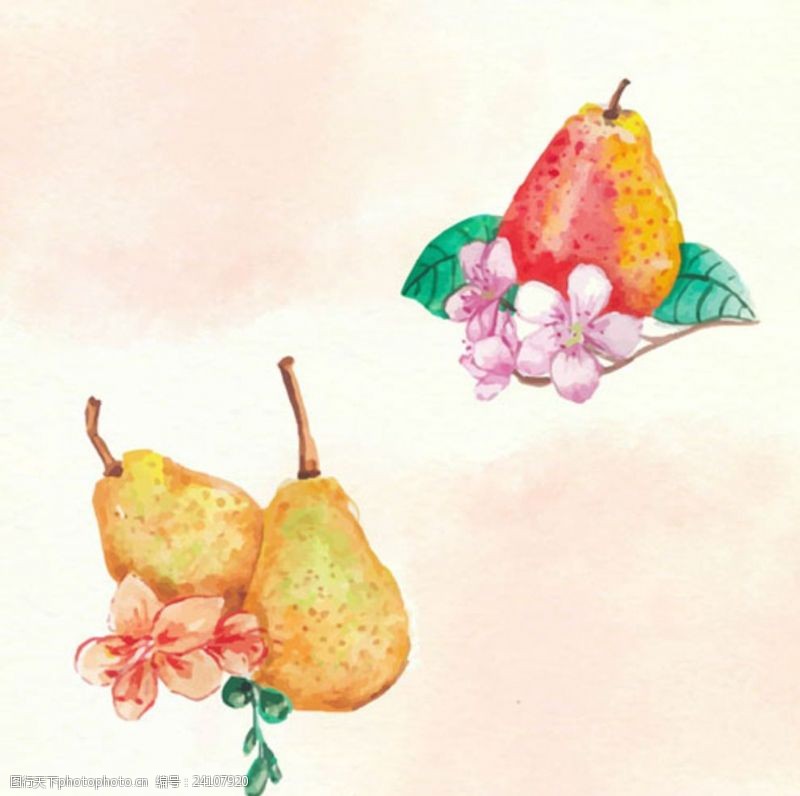 水果宣传手册手绘水彩梨子插图