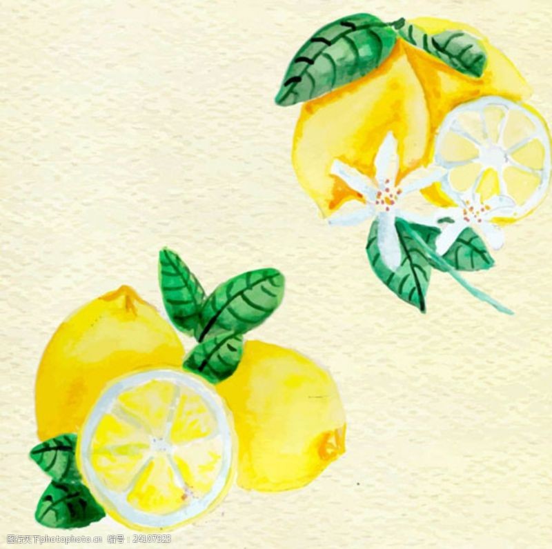 水果宣传手册手绘水彩柠檬插图