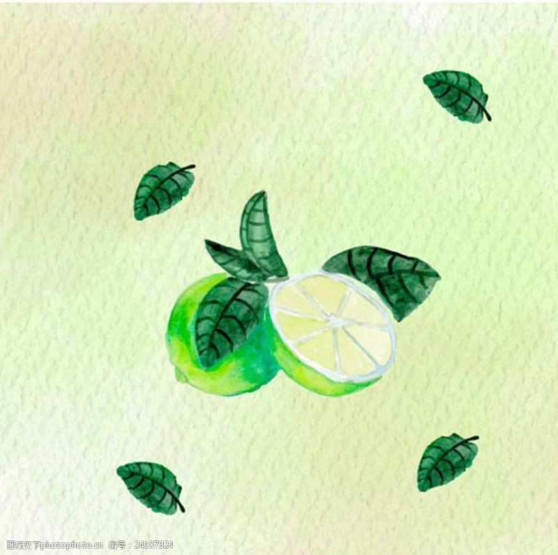水果宣传手册手绘水彩青柠檬插图