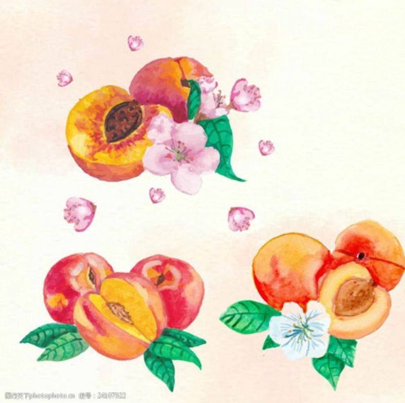 水果宣传手册手绘水彩桃子插图