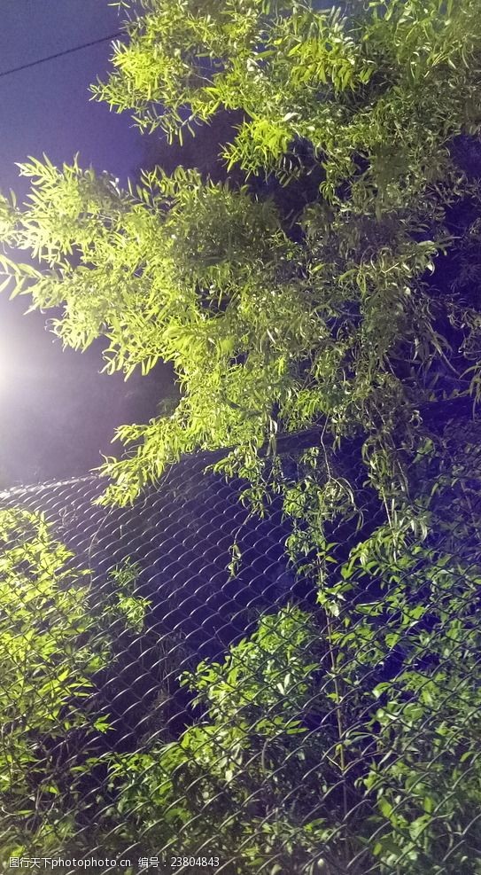 篮球围栏路灯下的细竹