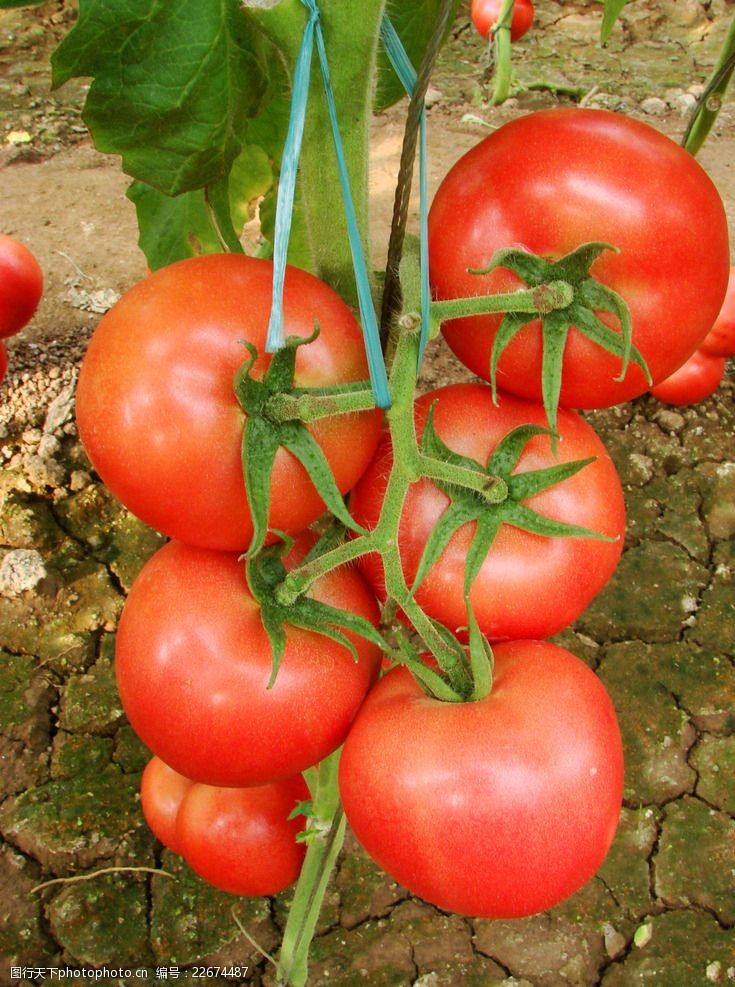 蔬菜园番茄