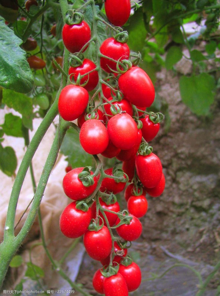 蔬菜园番茄