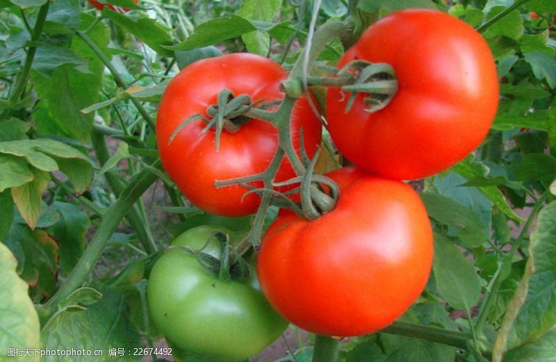 蔬菜园西红柿