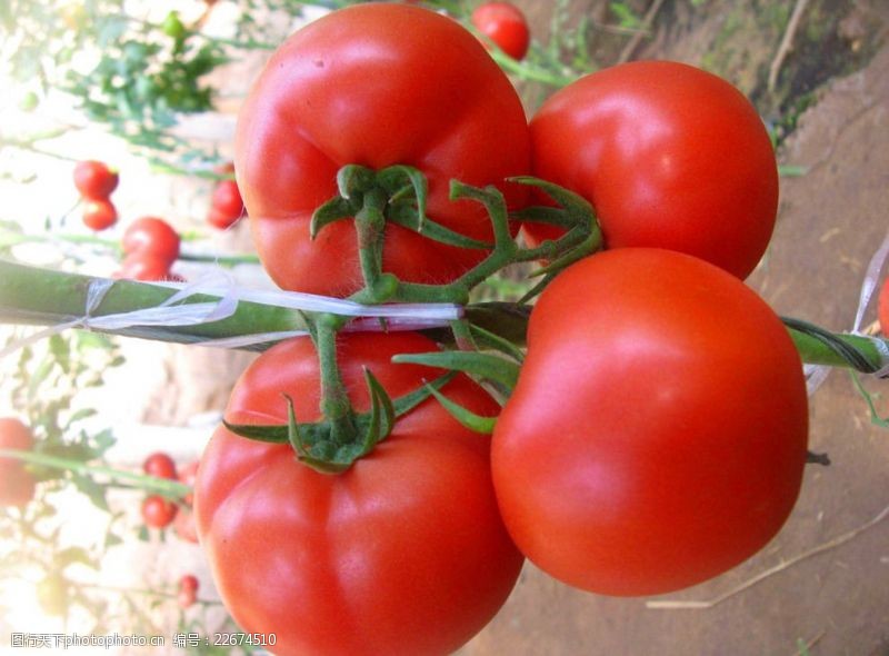 蔬菜园西红柿