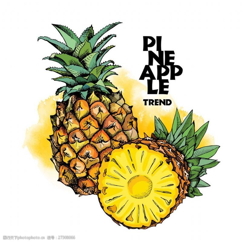 水彩菠萝插画图片