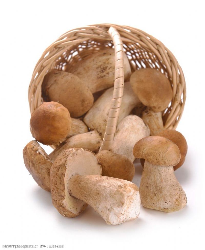 菌类蘑菇