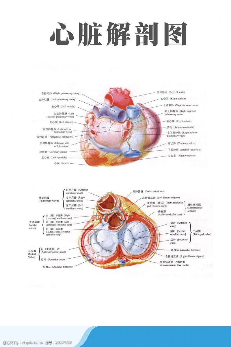 心脏剖面图图片免费下载 心脏剖面图素材 心脏剖面图模板 图行天下素材网