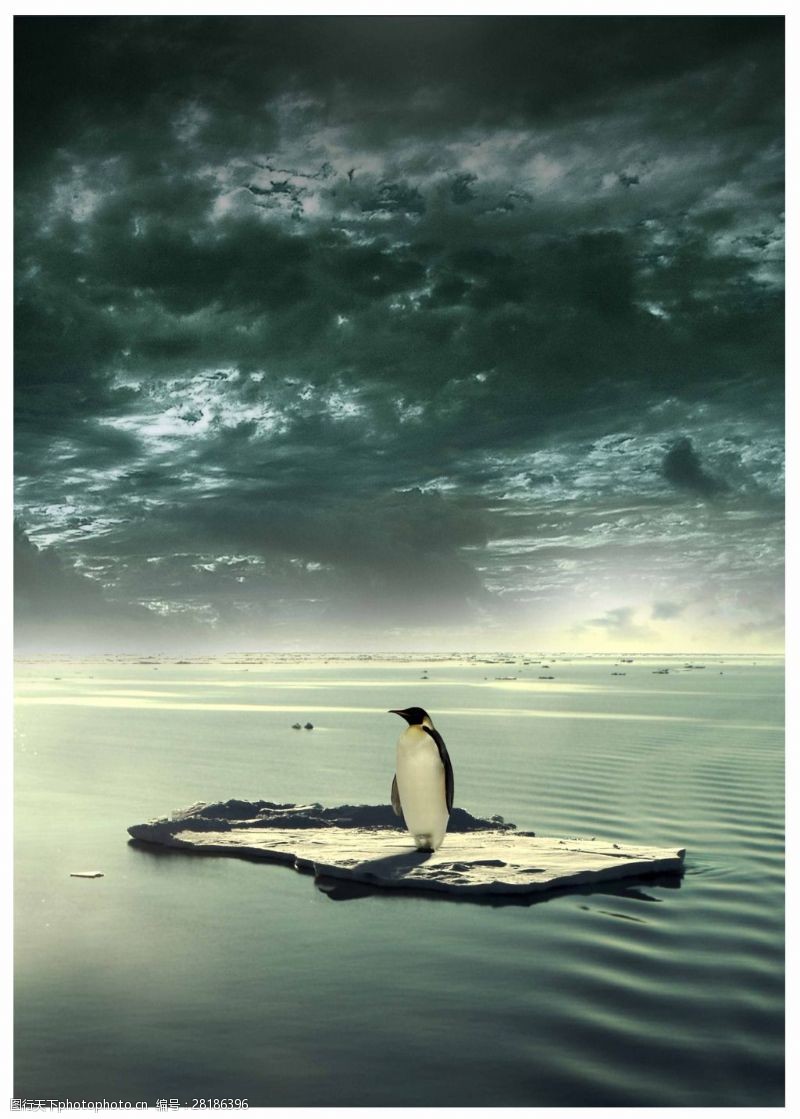 底纹背景免费下载保护南极企鹅创意海报设计