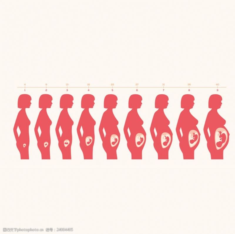 医护卡女性怀孕胎儿发育过程
