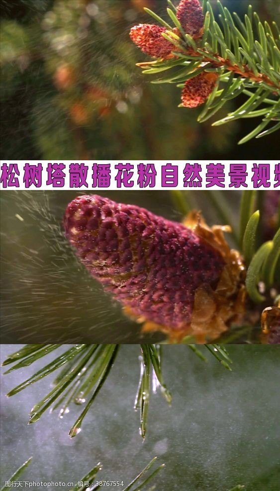 环保松树塔散播花粉美景高清视频