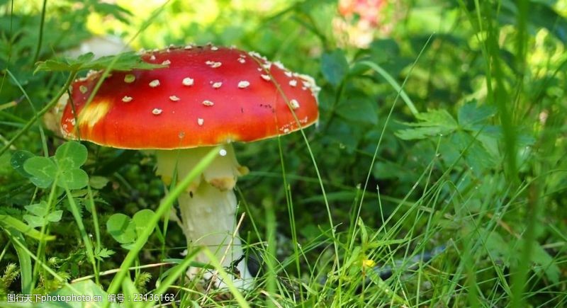 野蘑菇绿草地红色蘑菇