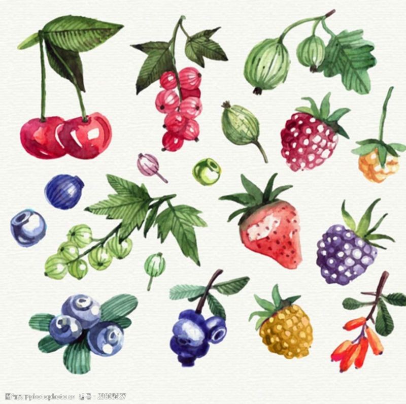 水果宣传手册手绘水彩水果插图