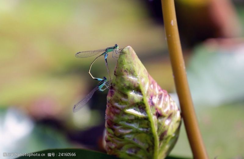 植物昆虫荷叶上的蜻蜓