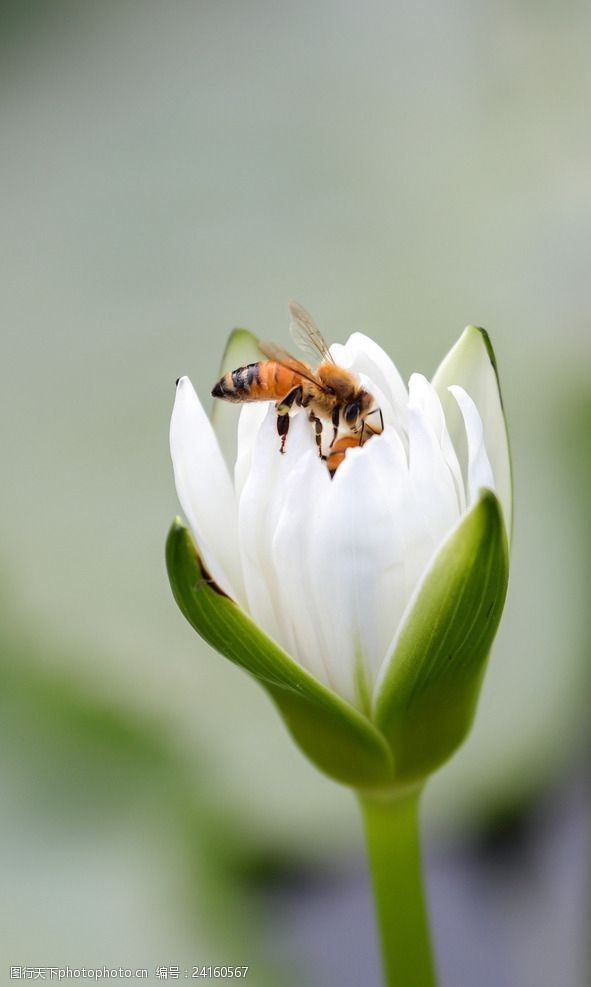 植物昆虫蜜蜂采蜜