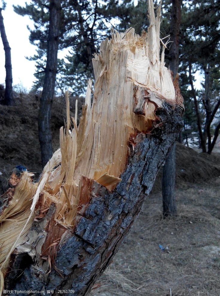 伐木被盗发的松树
