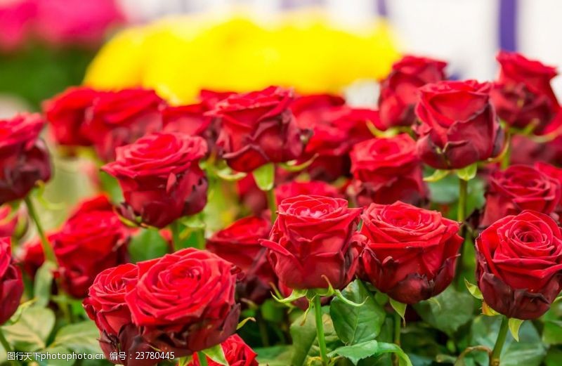 花束素材红玫瑰