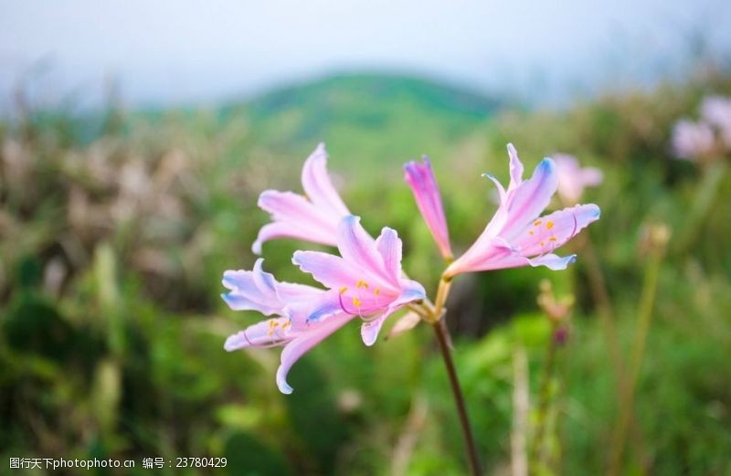 野生百合花野百合