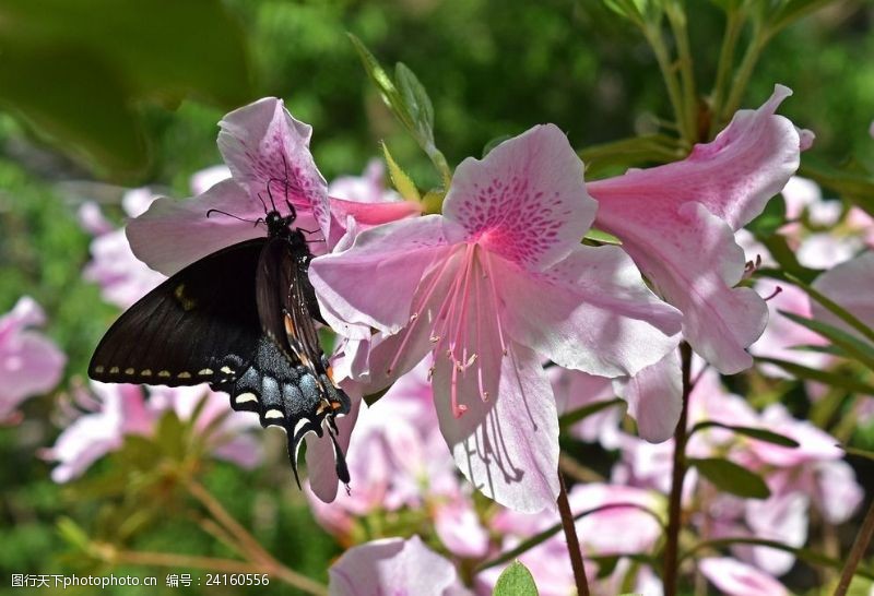 植物昆虫杜鹃花和蝴蝶