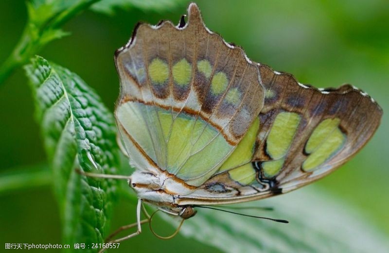 植物昆虫绿色上停歇的蝴蝶