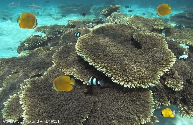 海底珊瑚海底世界摄影