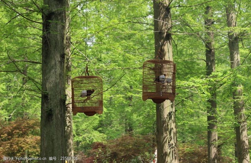 木制的森林中的鸟笼