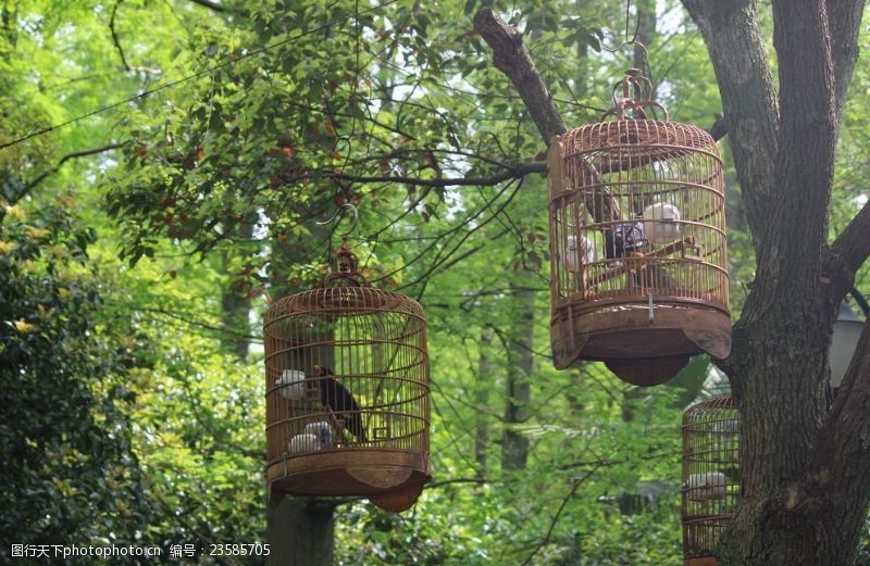 木制的森林中的鸟笼