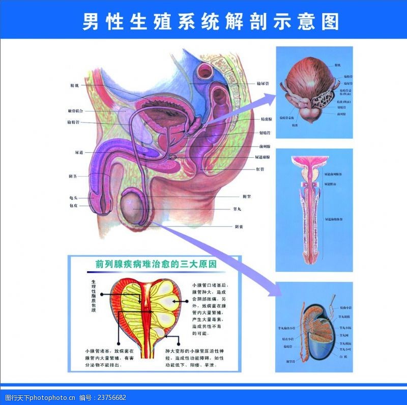 生殖系统图男性生殖系统解剖示意图