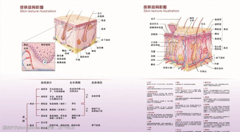 皮肤组织皮肤解剖结构图