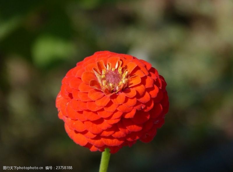 红木素材百日菊