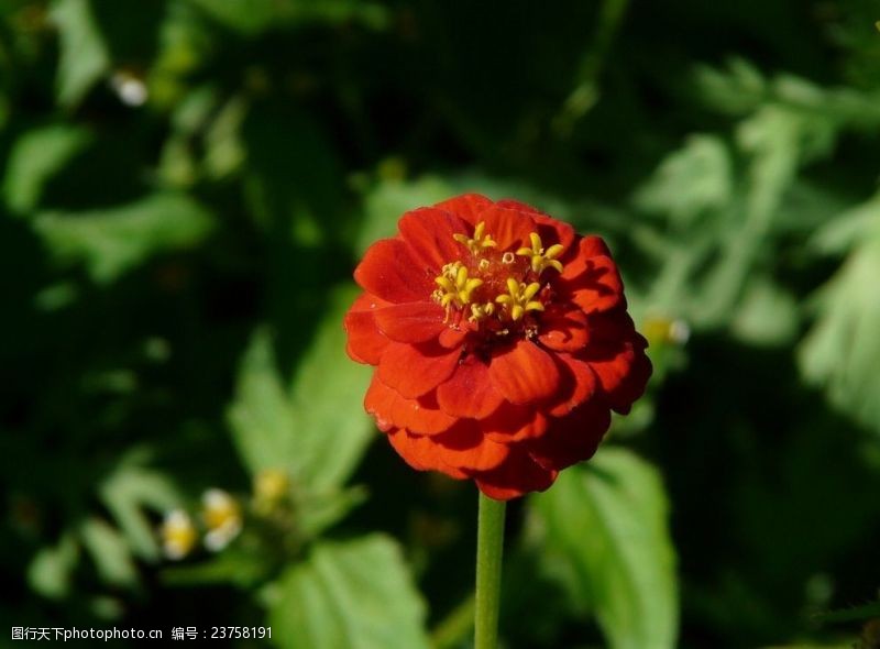 红木素材百日菊