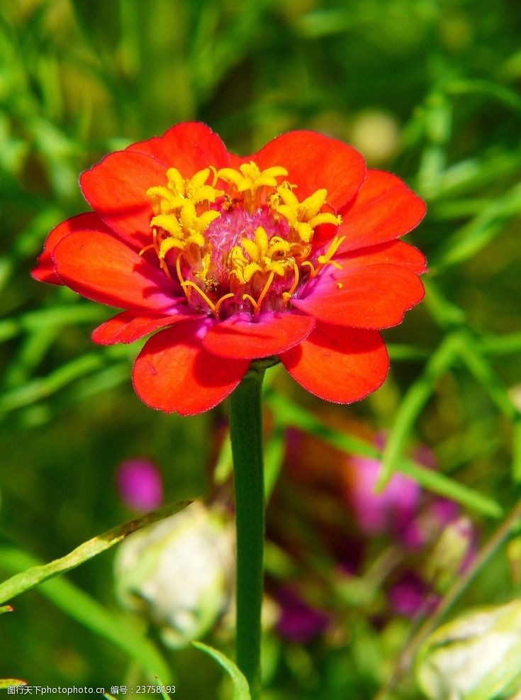 红木素材百日菊