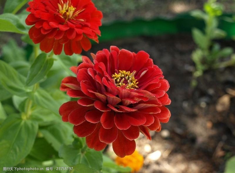 红木素材百日菊