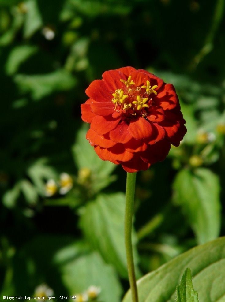 红木素材百日菊鲜花