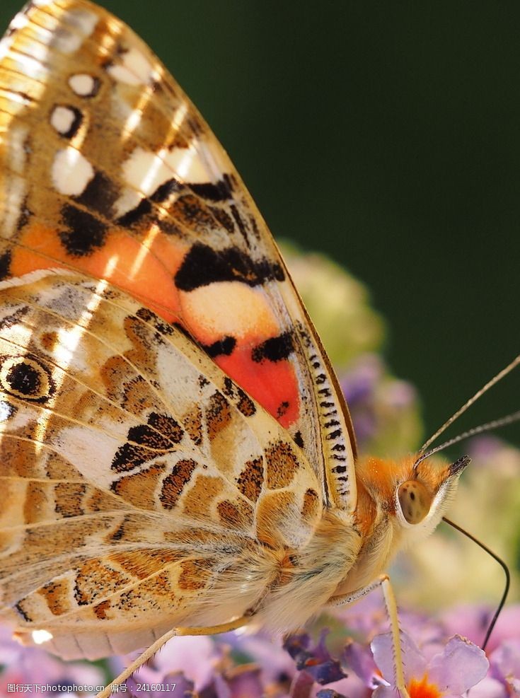 植物昆虫彩色蝴蝶微距摄影图