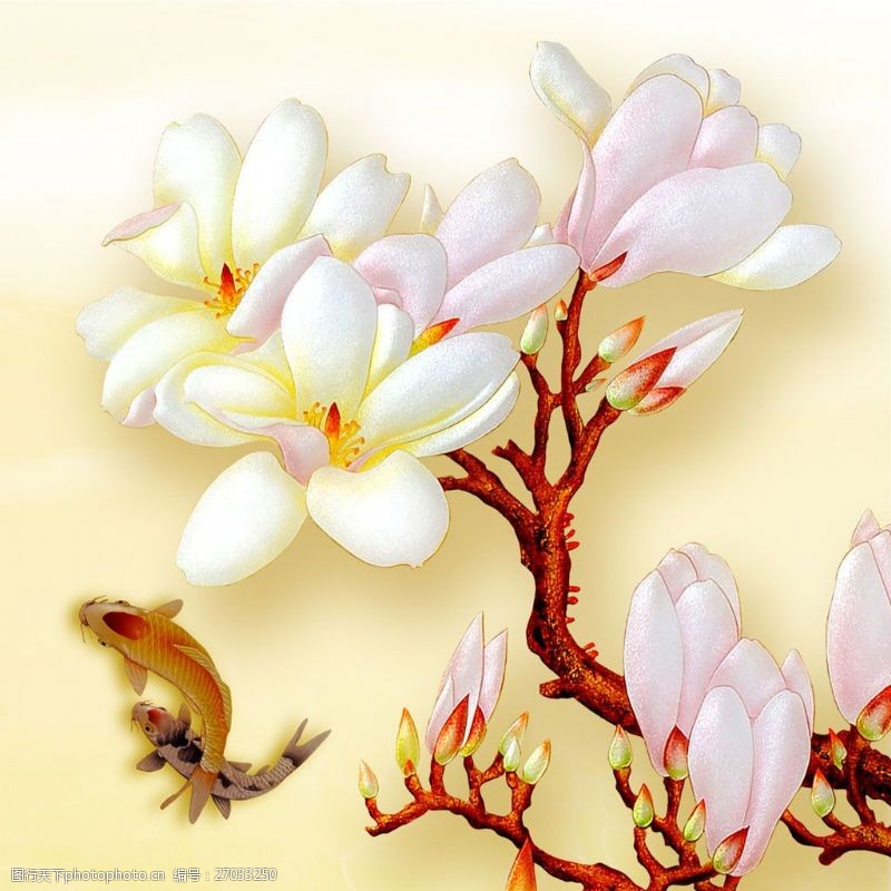 鲤鱼锦鲤与玉兰花图片