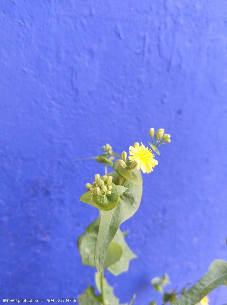 植物蒲公英花苞与小黄花