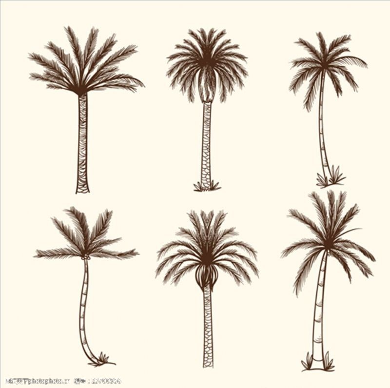 夏季风情矢量素材手绘素描棕榈树