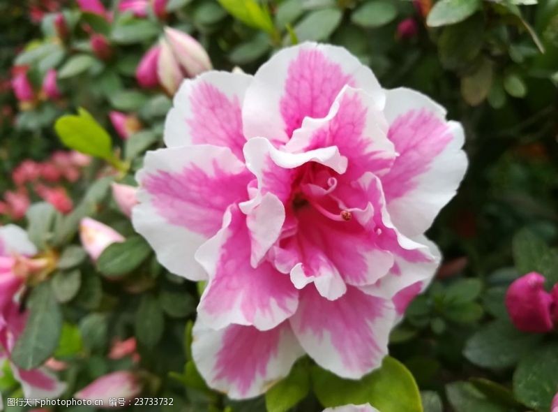 72dpi粉色茶花花卉