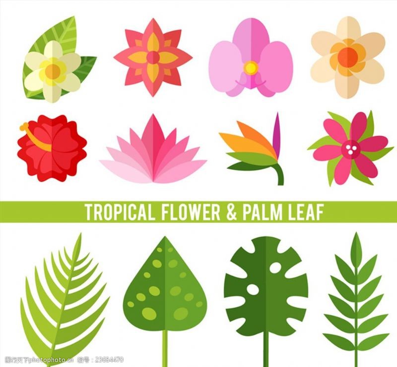 散热12款热带植物花卉和叶子矢量素