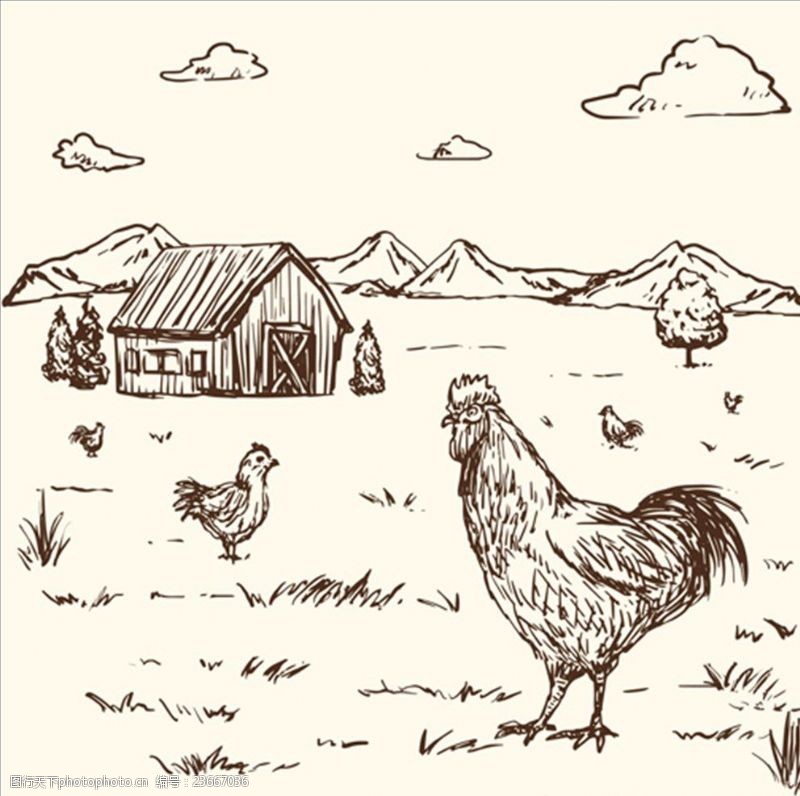 农家乐手绘农场里的公鸡