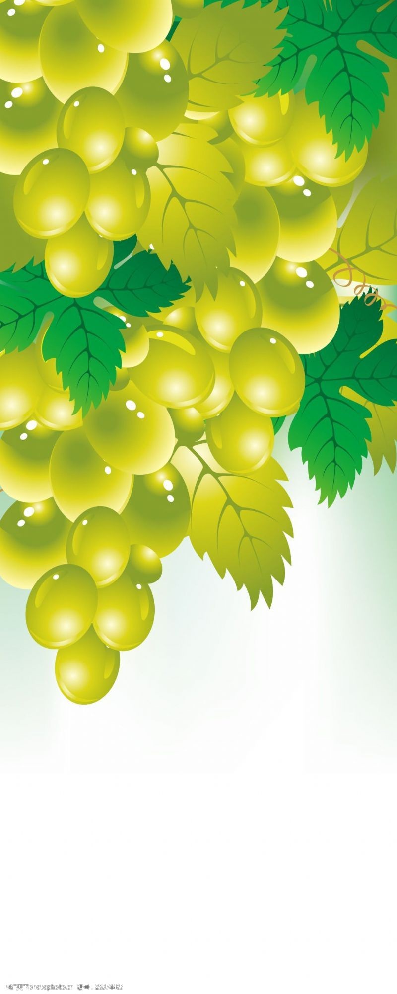 卡通绿色葡萄展板背景