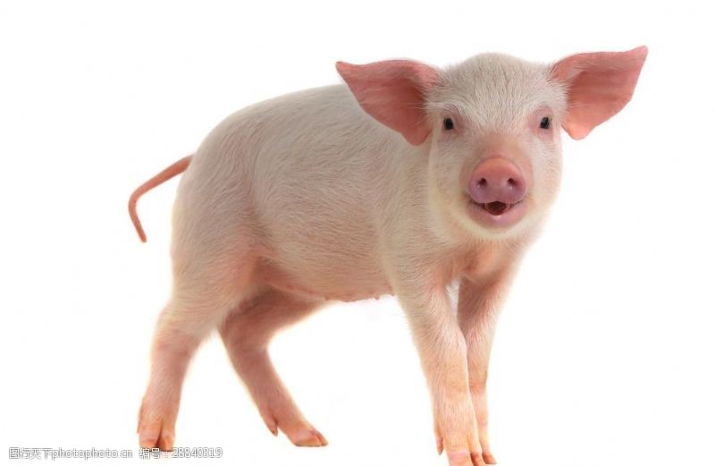 宠物猪写真图片免费下载 宠物猪写真素材 宠物猪写真模板 图行天下素材网