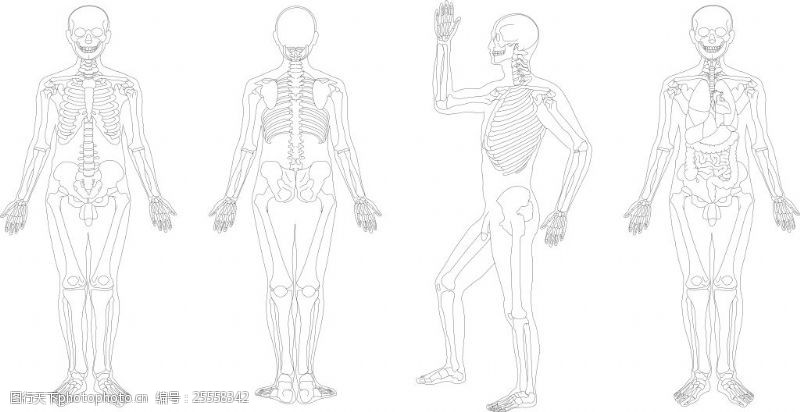 骨骼结构图人体骨骼结构